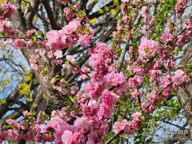 【拈花拾趣】花树