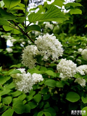 木绣球