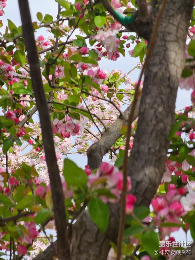 【拈花拾趣】林间花影