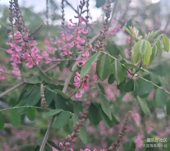 【春日盛景】花开美丽