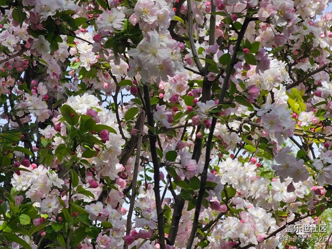 【拈花拾趣】春暖花开