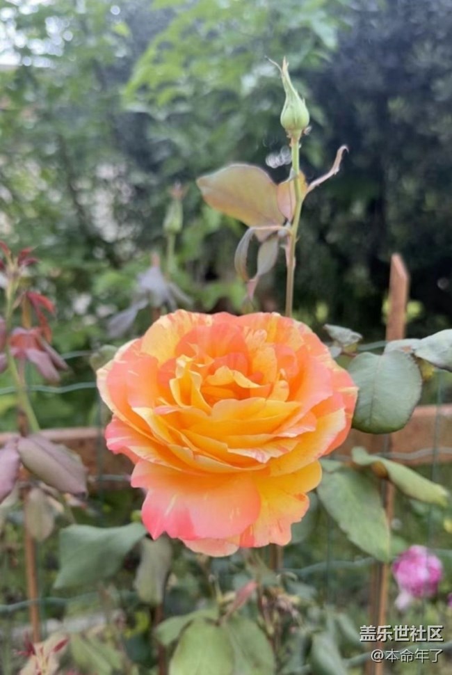 【春色撩人】花园