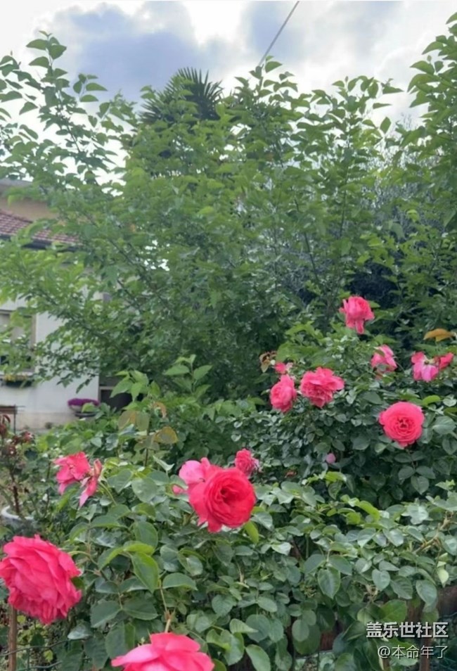 【春色撩人】花园