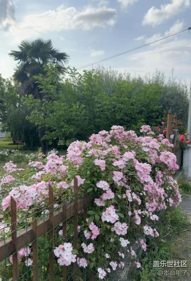 【春色撩人】花园