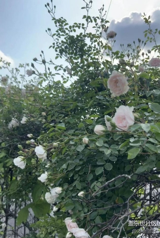 【春色撩人】花园