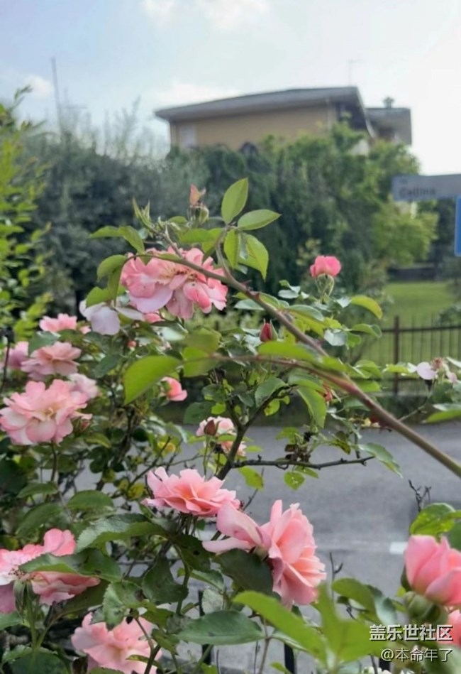 【春色撩人】花园