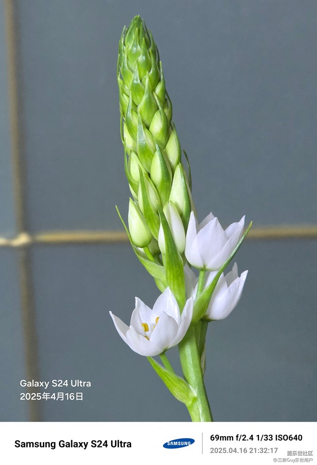 【春日像素解码报告】家中鲜花