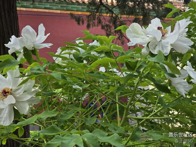 【拈花拾趣】国色天香