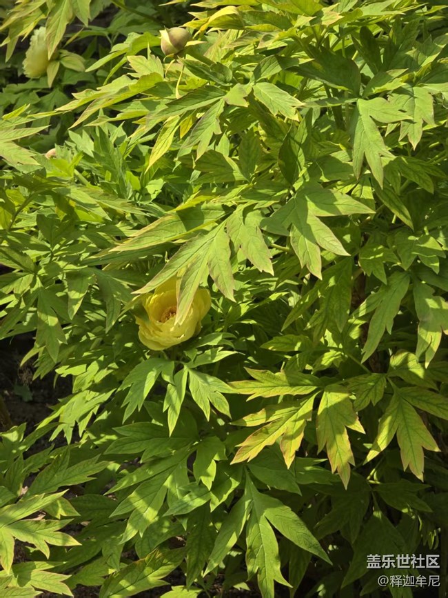 【拈花拾趣】人头攒动在花海