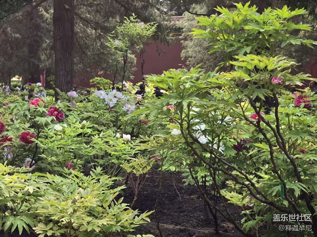 【拈花拾趣】人头攒动在花海