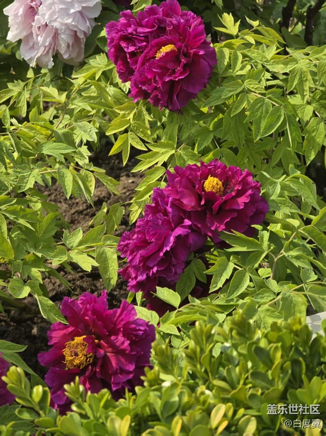 【拈花拾趣】花开花落又一春