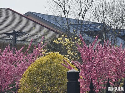 【市井长巷】+建筑与花丛