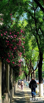 春日繁花