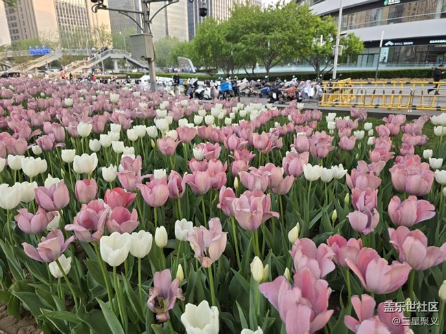 【拈花拾趣】郁金香花开