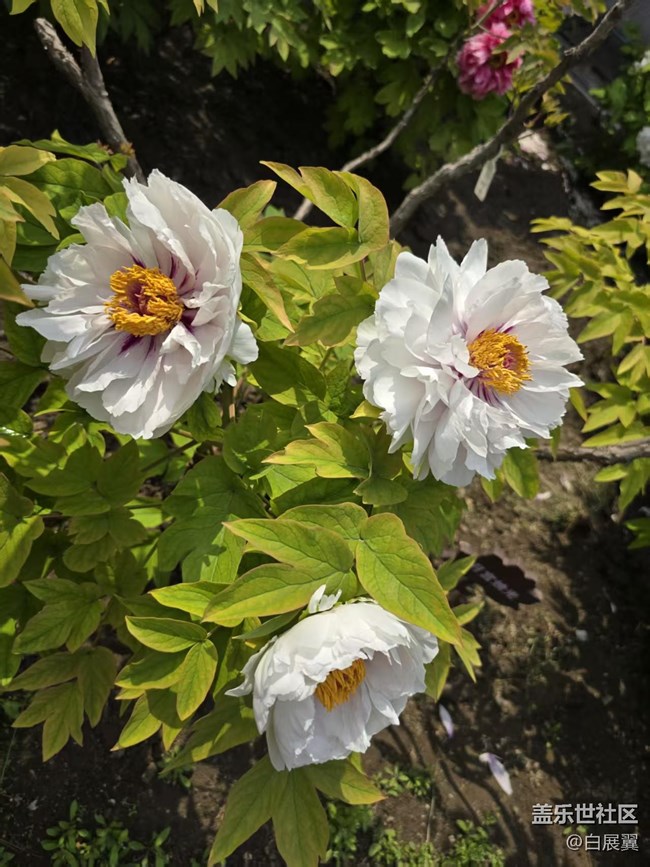 【拈花拾趣】花开花落又一春