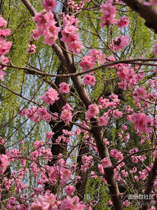 【拈花拾趣】柳前花