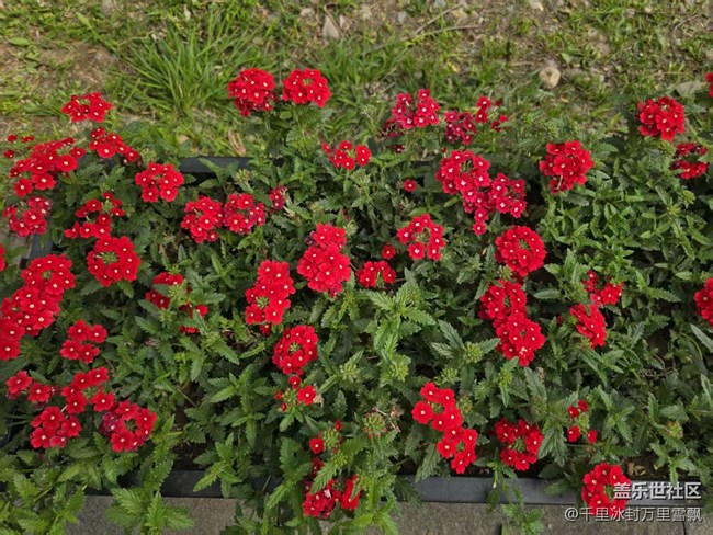 【拈花拾趣】平凡也能奉献美好