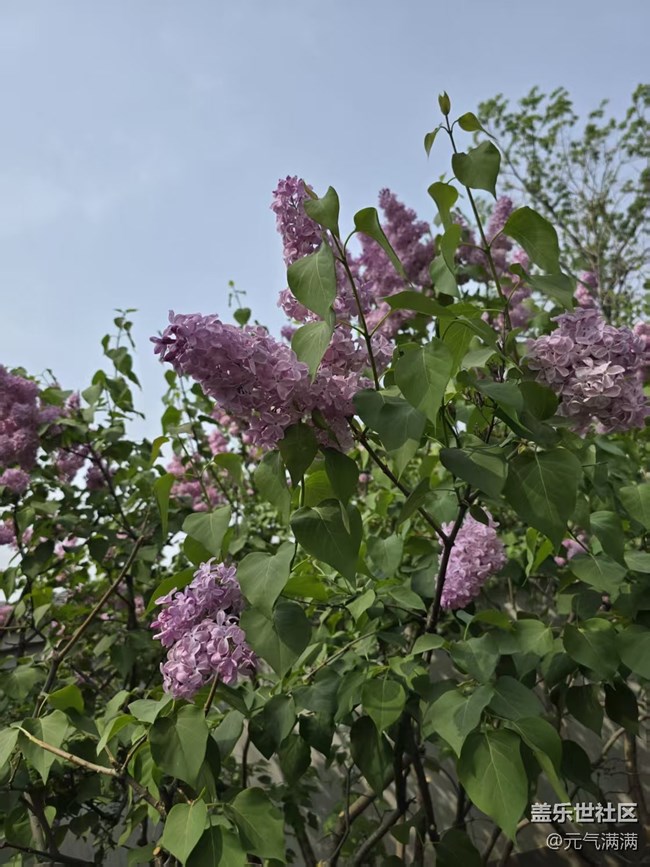 【拈花拾趣】丁香桃花相应红