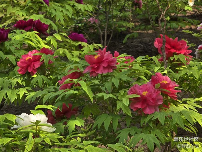 【拈花拾趣】人头攒动在花海