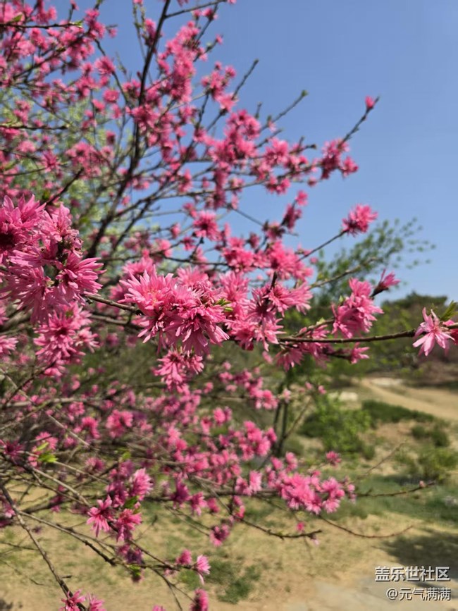 【拈花拾趣】丁香桃花相应红