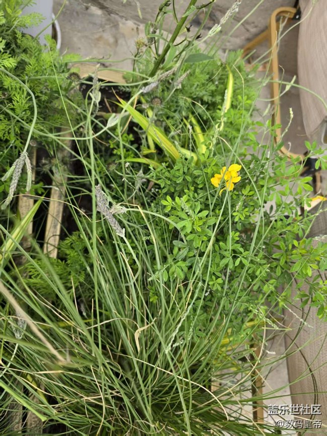 【拈花拾趣】默默无闻的花儿