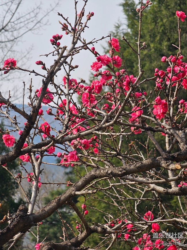 【拈花拾趣】隔花观山