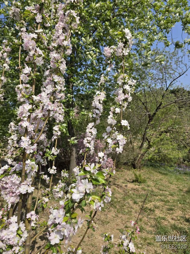 【拈花拾趣】转瞬即逝的春天
