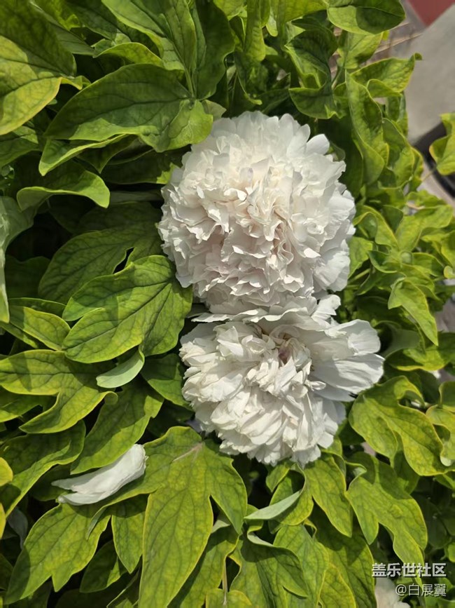 【拈花拾趣】花开花落又一春