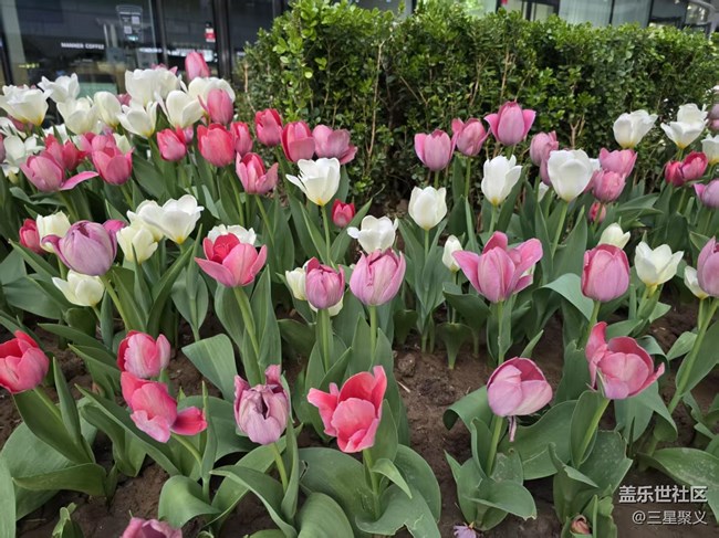 【拈花拾趣】郁金香花开