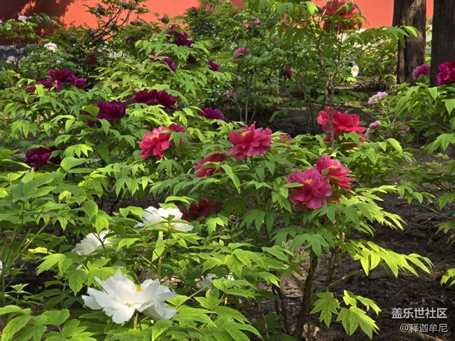 【拈花拾趣】人头攒动在花海