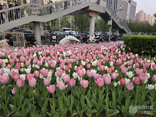 【拈花拾趣】郁金香花开