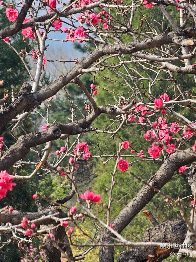 【拈花拾趣】隔花观山