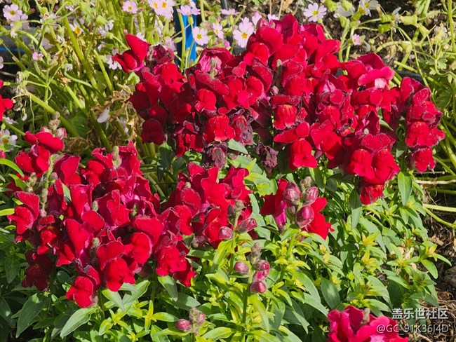 【拈花拾趣】草地里的花