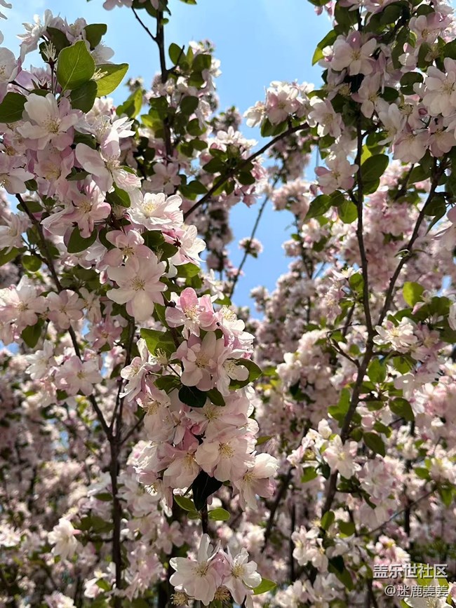 【春风得意时】踏春赏花，尽兴而归