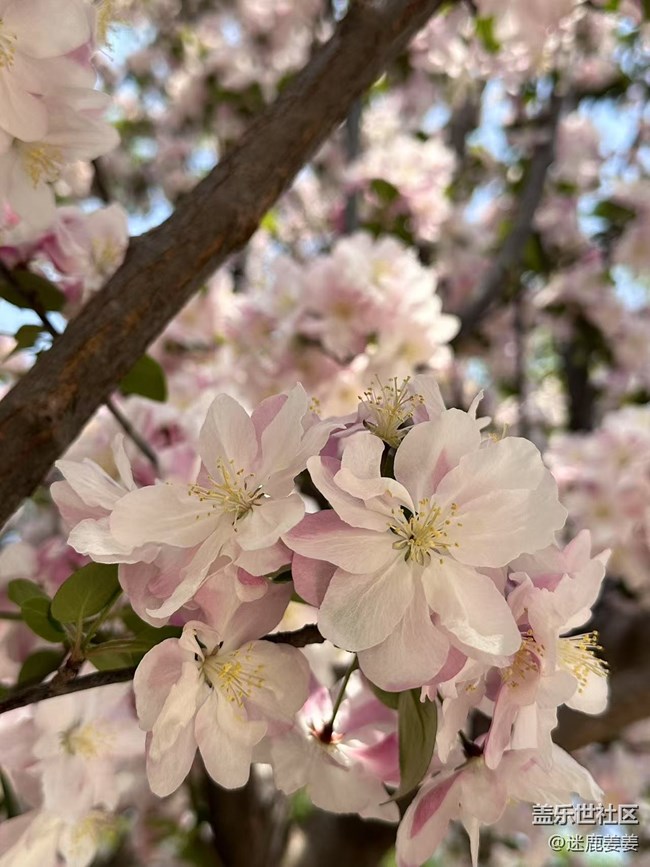 【春风得意时】踏春赏花，尽兴而归