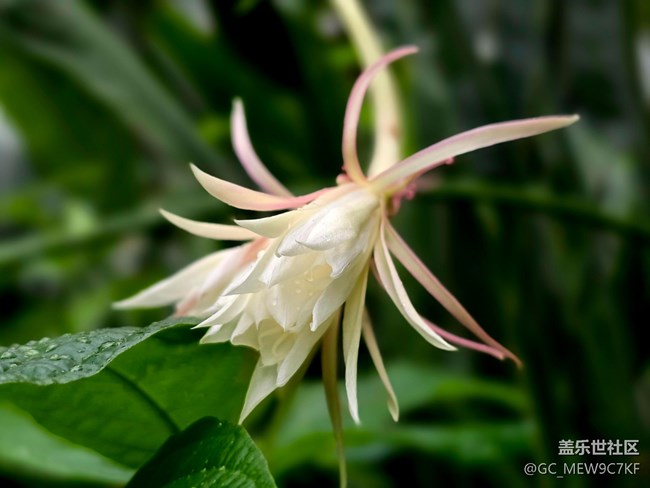 #拥抱大自然——花草