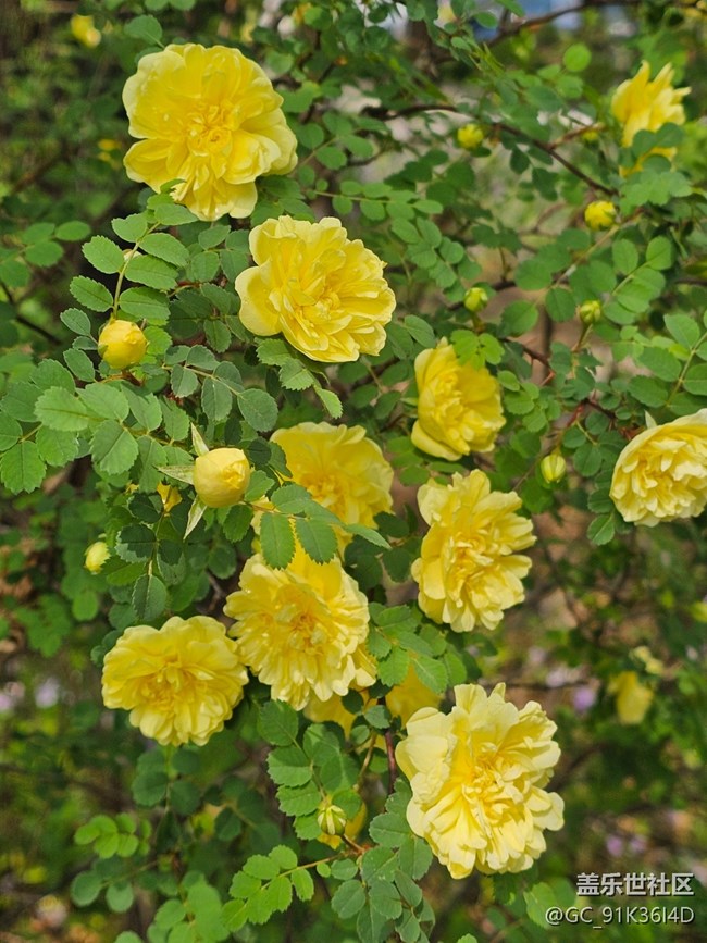 【拈花拾趣】春花