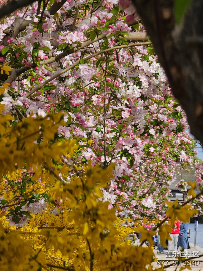 【拈花拾趣】迎春盛开