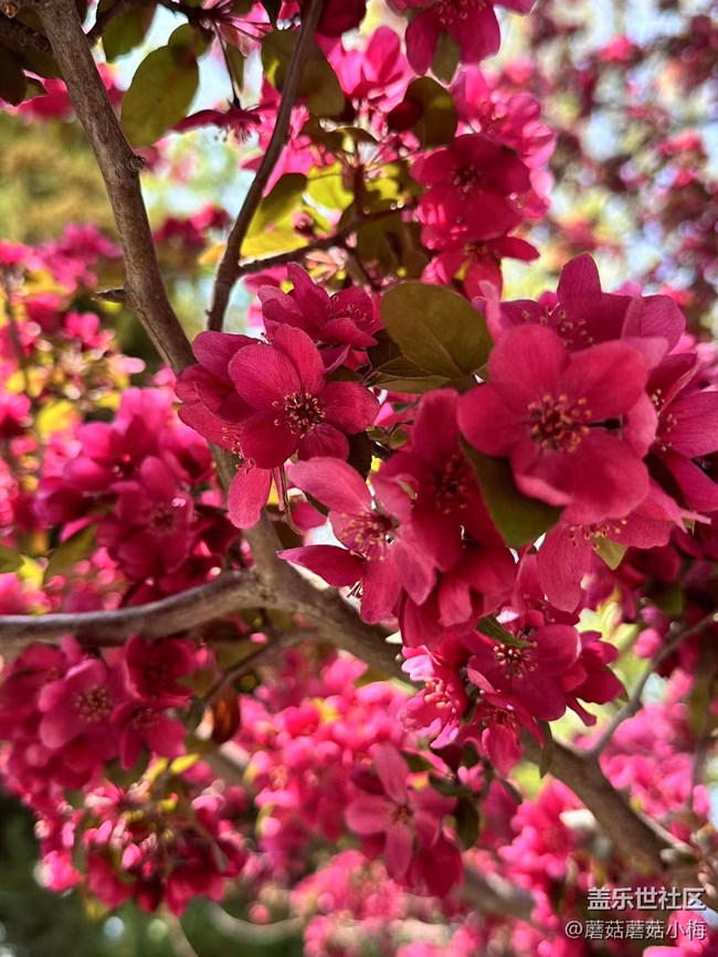 【春风得意时】南湖公园的漂亮花花