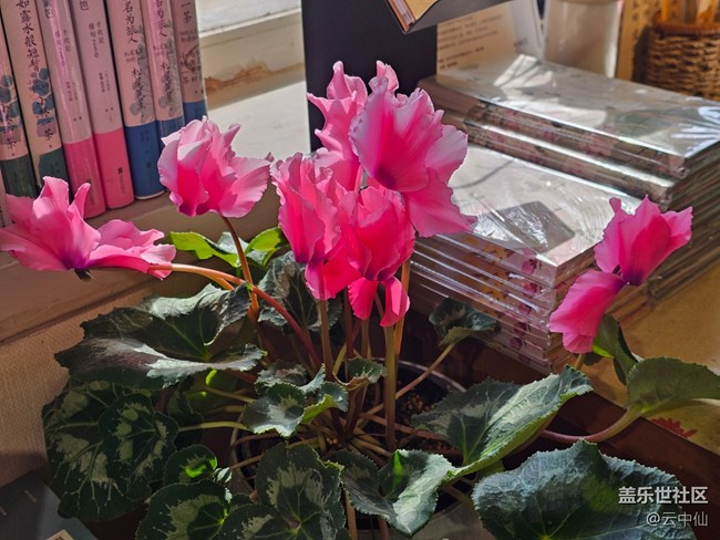 【拈花拾趣】室内花