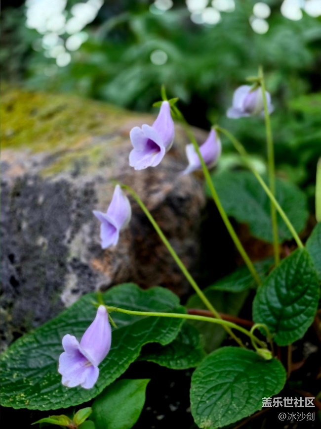 #拥抱大自然——不知名的花