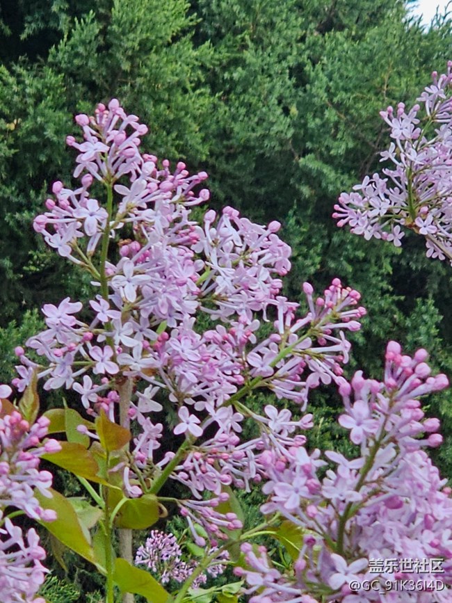 【拈花拾趣】暗香来袭