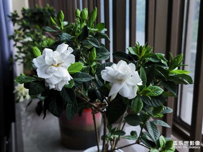 梔子花開