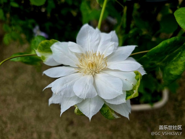 #拥抱大自然——花卉