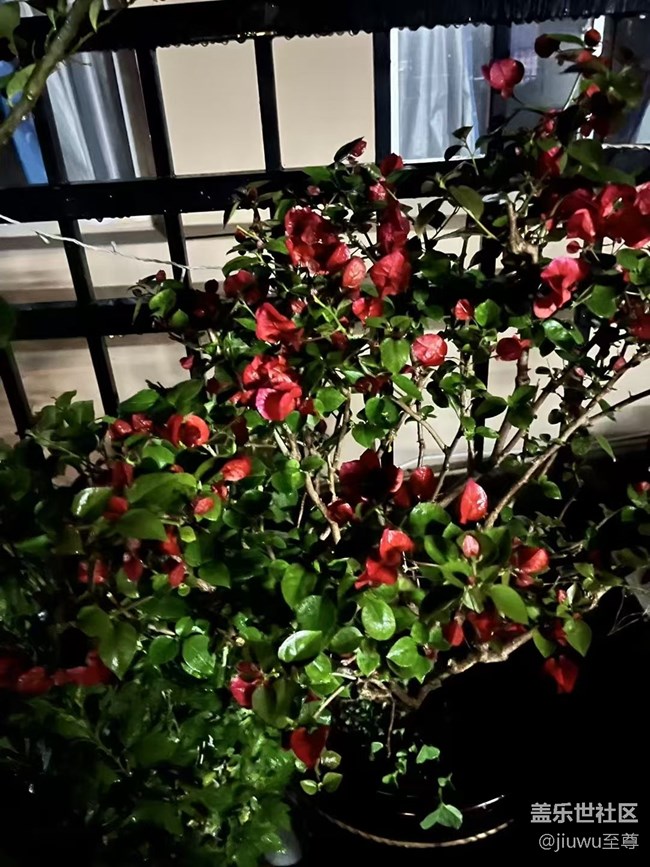 【春日盛景】花儿开