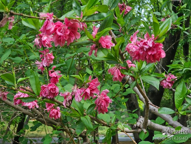 【拈花拾趣】满园春色看不尽