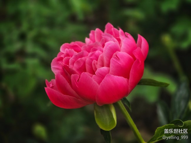 【拈花拾趣】+花开富贵