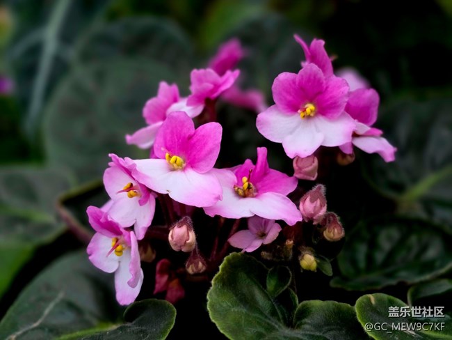 #拥抱大自然——花草