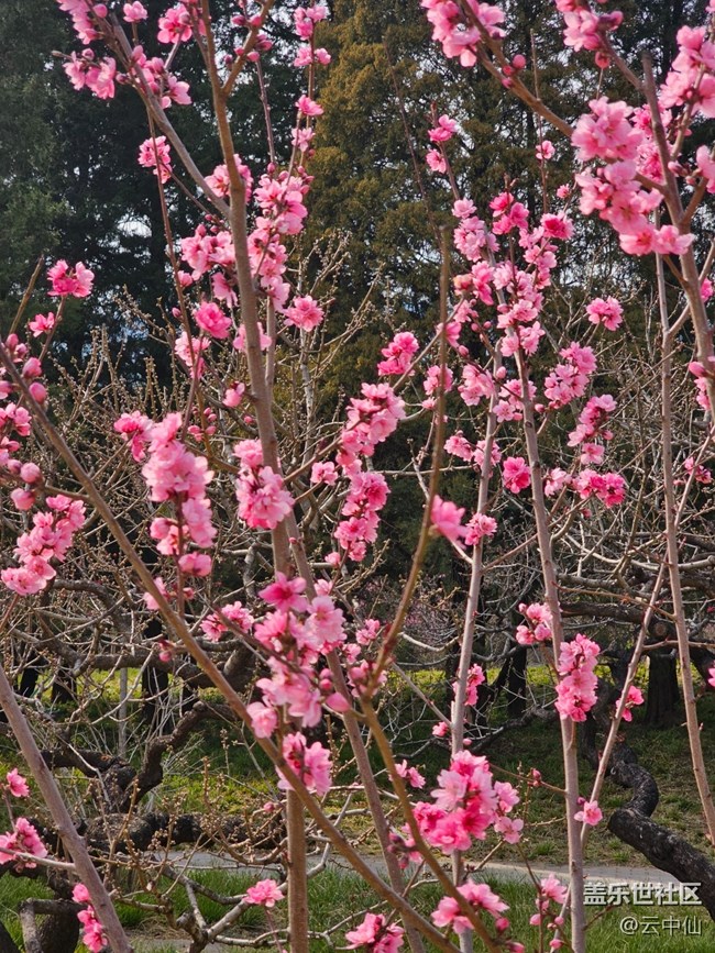 【拈花拾趣】赏花