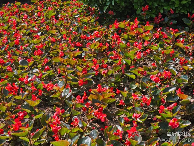 【拈花拾趣】春花